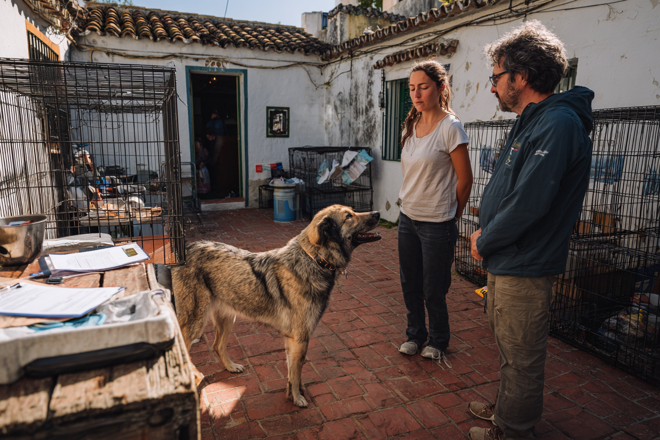 Cómo adoptar en una protectora/perrera/centro