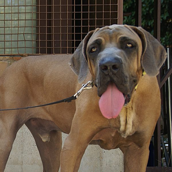 Goliath 2