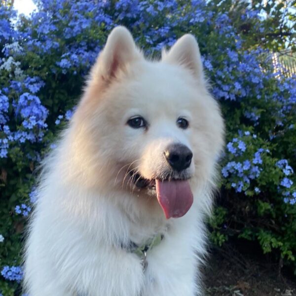 Koda 2