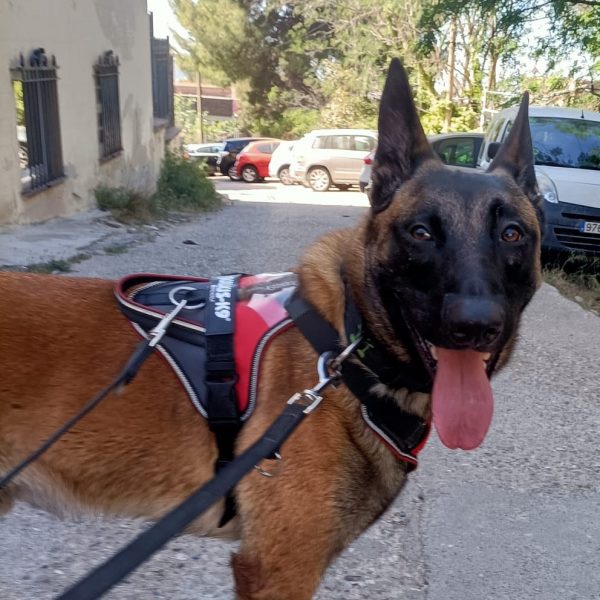 Boki