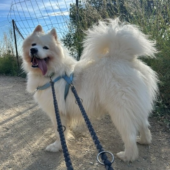 Koda